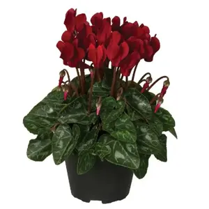 Cyclamen Super Series 'Garden Bordeaux'